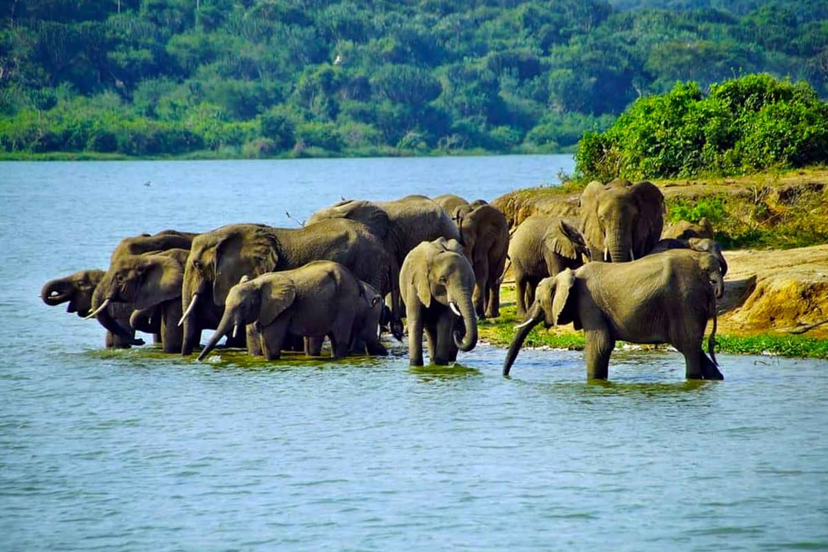 Uganda Wildlife