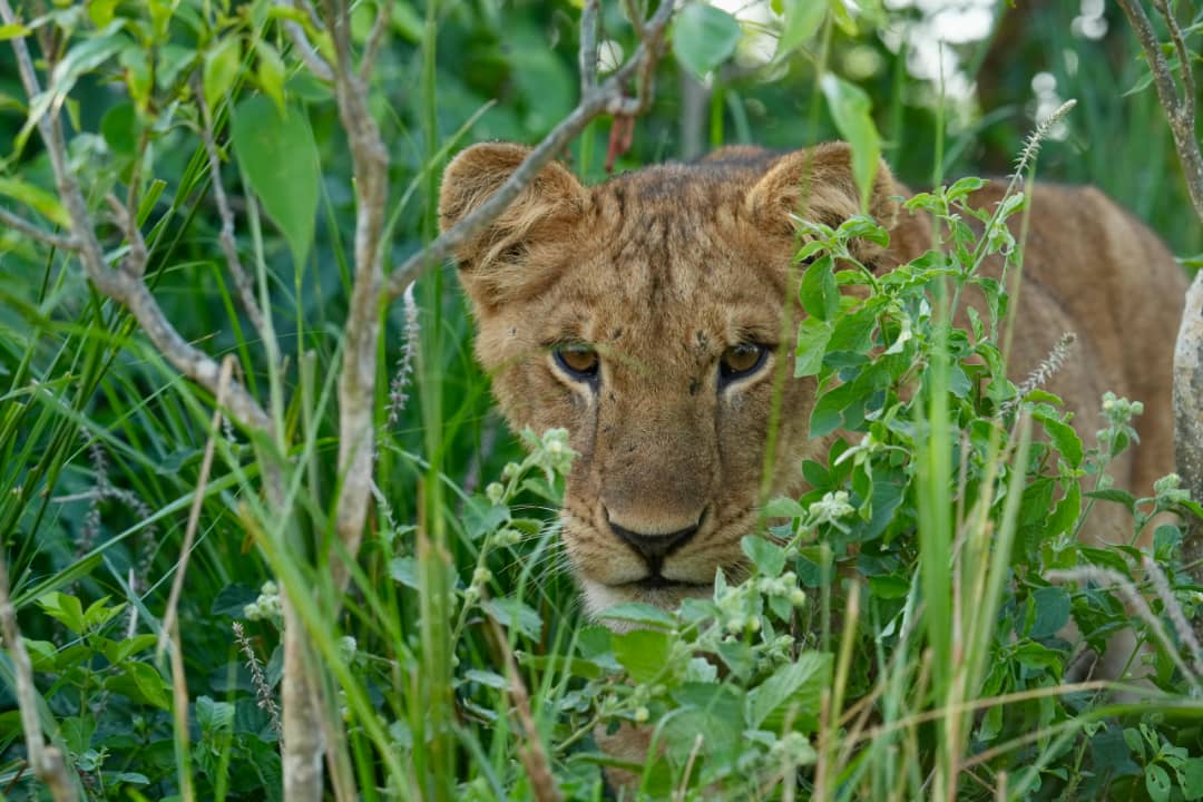 murchison falls