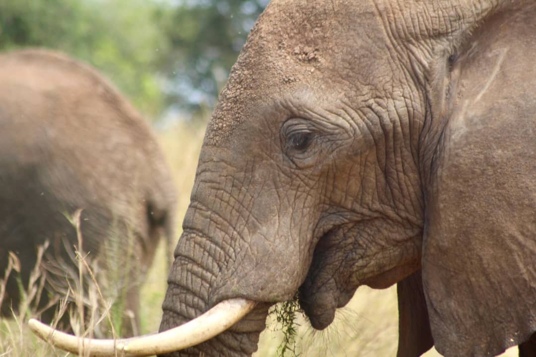Guided Safari Walks