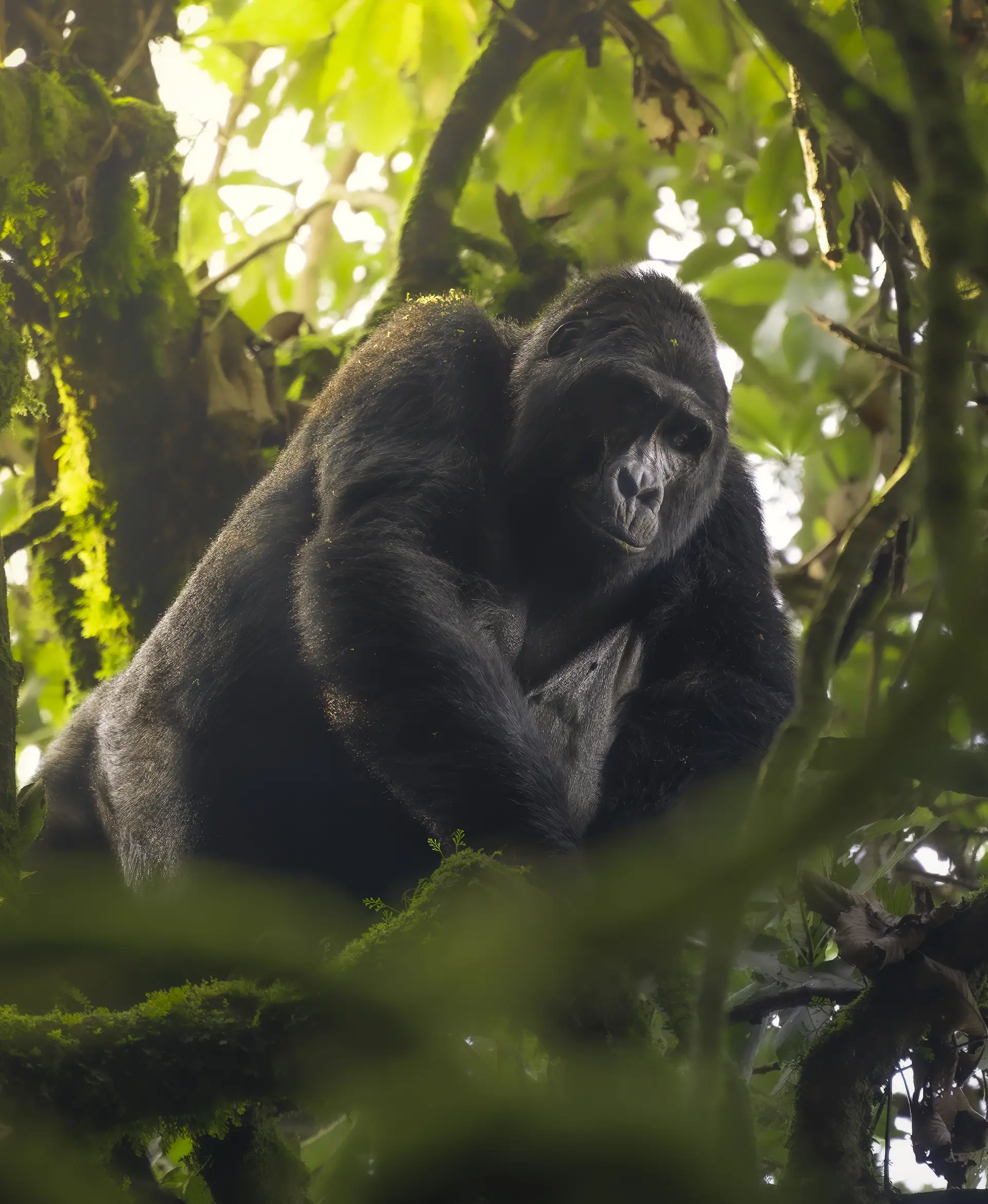Ultimate Guide to Gorilla Trekking in Bwindi
